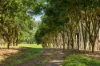 730 Lismore Road, Nashua, NSW 2479-Image