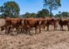 7379 Brisbane Valley Highway, Toogoolawah, Qld 4313-Image