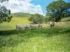 75 Colemans Rd, Valla, NSW 2448-Image