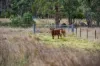 766 Amiens Road, Amiens, Qld 4380-Image