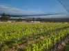 766 Amiens Road, Amiens, Qld 4380-Image