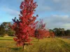 766 Amiens Road, Amiens, Qld 4380-Image