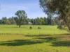 7875 Riverina Highway, Lowesdale, NSW 2646-Image