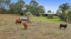 795 Mungar Road, Grahams Creek, Qld 4650-Image
