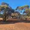 8 Cook Street, Kondinin, WA 6367