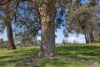 8 Illawong Road, Markwood, Vic 3678-Image