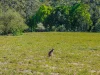 8 Wallaby Road, Stony Chute, NSW 2480-Image