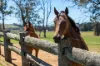 80 Burnhams Lane, Exeter, NSW 2579-Image