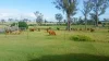 808 Pine Creek Road, Givelda, Qld 4670-Image