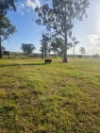 808 Pine Creek Road, Givelda, Qld 4670-Image
