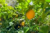 824 Batar Creek Rd, Batar Creek, NSW 2439-Image