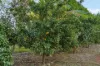 83 Dobson Road, Clear Mountain, Qld 4500-Image