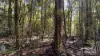 85 Figtree Close, Malanda, Qld 4885-Image