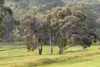 85 Horrocks Road, Penwortham, SA 5453-Image