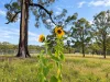852 Wang Wauk Road, Wang Wauk, NSW 2423-Image