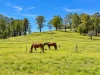 852 Wang Wauk Road, Wang Wauk, NSW 2423-Image