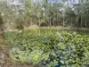 87 Innamincka Way, Agnes Water, Qld 4677-Image