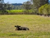 90 Bartlett's Road, Eviron, NSW 2484-Image