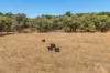 908 Brookman Road, Kuitpo, SA 5201-Image