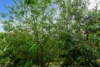 92-94 Canecutter Road, Edmonton, Qld 4869-Image
