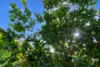 92-94 Canecutter Road, Edmonton, Qld 4869-Image