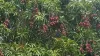 94  Majors Creek Road, Majors Creek, Qld 4816-Image
