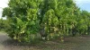 94  Majors Creek Road, Majors Creek, Qld 4816-Image