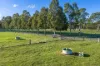 940 Forge Creek Road, Forge Creek, Vic 3875-Image