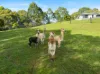 98 Blacks Road, Willow Vale, Qld 4209-Image