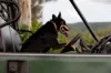 Cielo Verde Acres 922 Eastern Mary River Road, Cambroon, Qld 4552-Image
