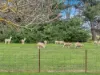 'Hawthorn Park' 83 Sheehans Road, Romsey, Vic 3434-Image