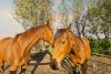 Lot 1000 Jupiter Street, Milang, SA 5256-Image