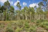 Lot 2 Patchings Road, Lake Mundi, Vic 3312-Image