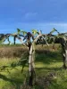 Lot 2 Sheahans Road, Long Pocket, Qld 4850-Image
