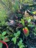 Lot 2 Sheahans Road, Long Pocket, Qld 4850-Image