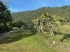 Lot 2 Sheahans Road, Long Pocket, Qld 4850-Image