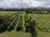 Lot 2 Sheahans Road, Long Pocket, Qld 4850-Image