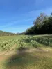 Lot 2 Sheahans Road, Long Pocket, Qld 4850-Image