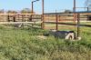 1327 Emmet Road, Blackall QLD 4472-Image