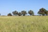 1327 Emmet Road, Blackall QLD 4472-Image