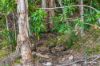 2470, Byfield QLD 4703-Image