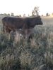 2773 Naracoorte Road, Bordertown SA 5268-Image