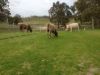 2773 Naracoorte Road, Bordertown SA 5268-Image