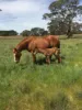 2773 Naracoorte Road, Bordertown SA 5268-Image