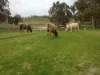 2773 Naracoorte Road, Bordertown SA 5268-Image