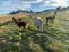 520 Donaldsons Road, Ancona VIC 3715-Image