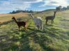 520 Donaldsons Road, Ancona VIC 3715-Image