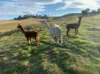 520 Donaldsons Road, Ancona VIC 3715-Image