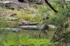 590 Old Tolmie Road, Barwite VIC 3722-Image