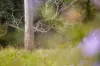60 Coonoongibber Creek Road, Brooloo QLD 4570-Image